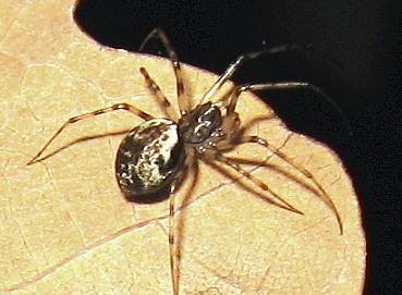 Invisible Spider - Spider species | OBOBAS JISHEBI | ობობას ჯიშები